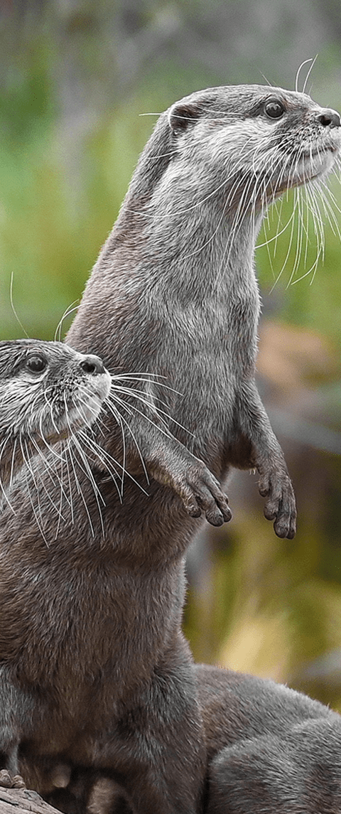 Asian-small-clawed-otter