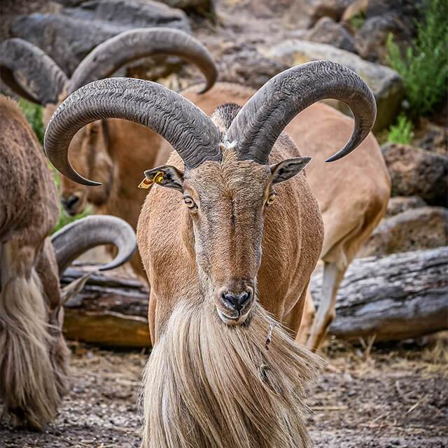 Barbary-sheep