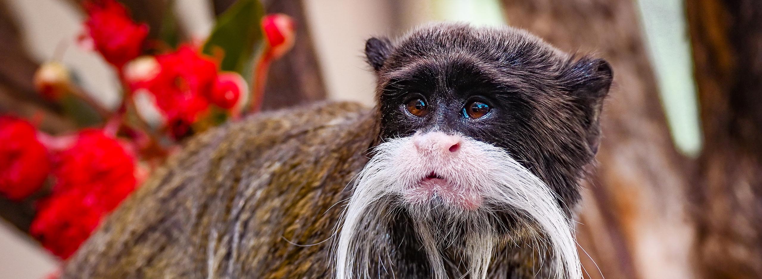 Emperor Tamarin banner