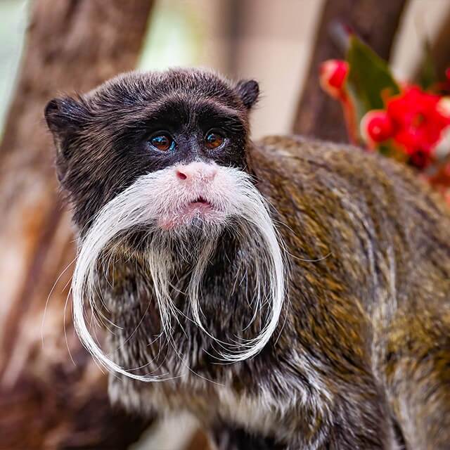 Emperor-Tamarin