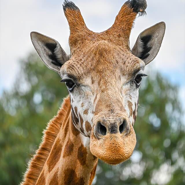 Giraffe-2