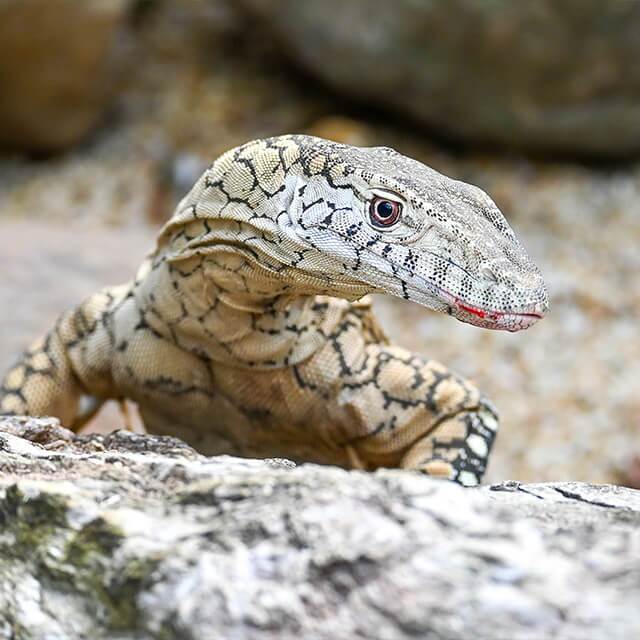 Perentie