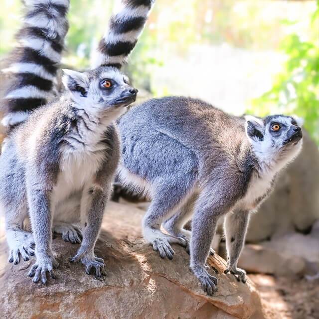 Ring-tailed-lemur