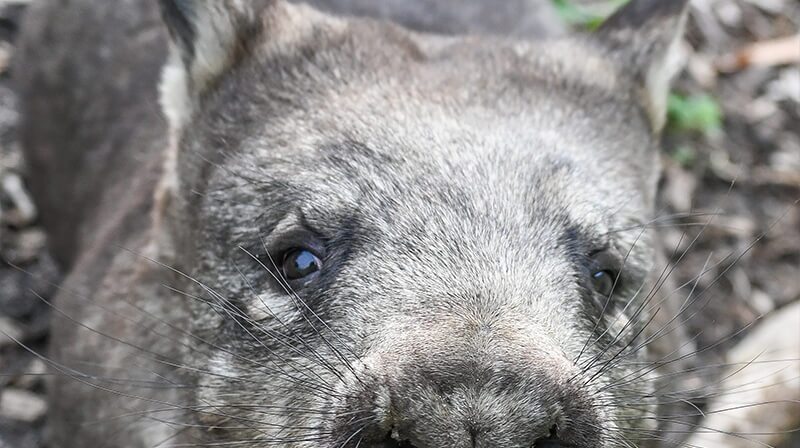 Southern-hairy-nosed-wombat