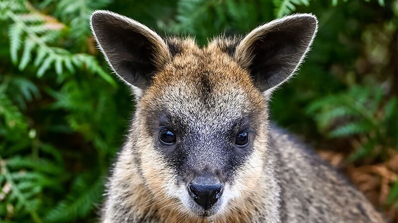 Swamp-wallaby