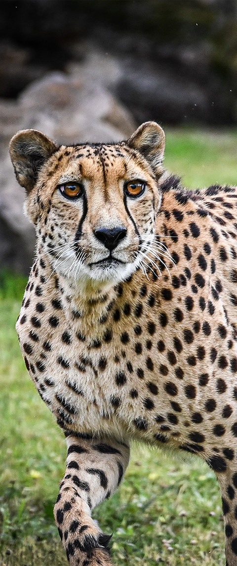 Cheetah