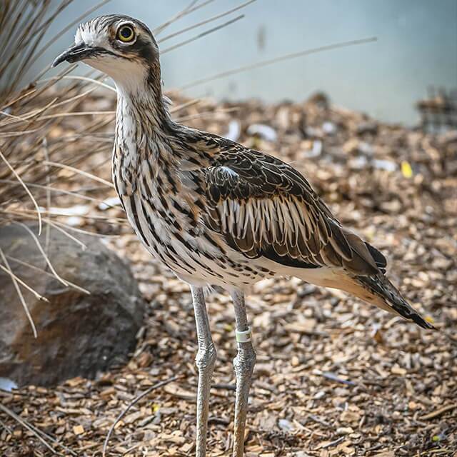 curlew