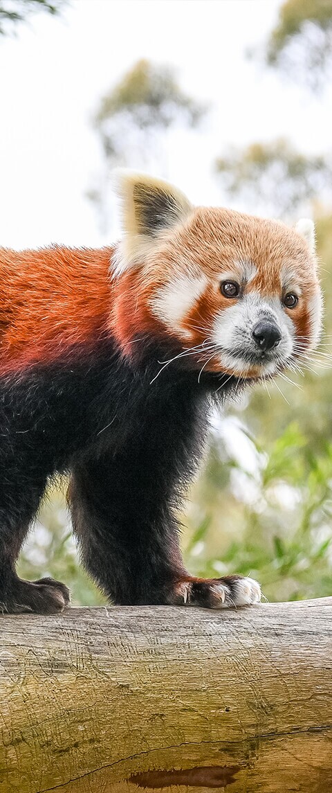 redpanda2