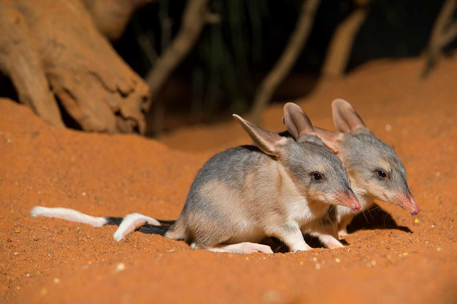 greater-bilby