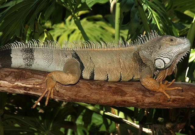 landscape-greeniguana