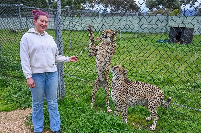 cheetah