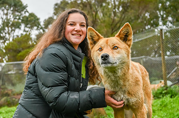 halls-gap-zoo-dingo-encounter3