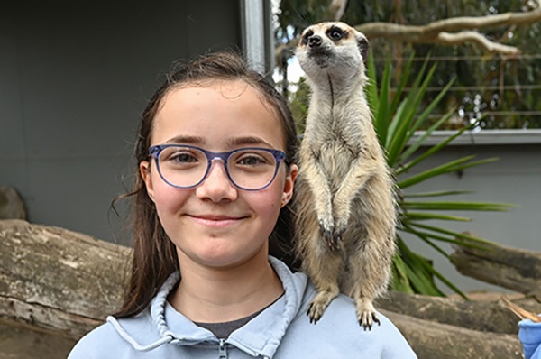 meerkat-encounter-at-halls-gap-zoo2