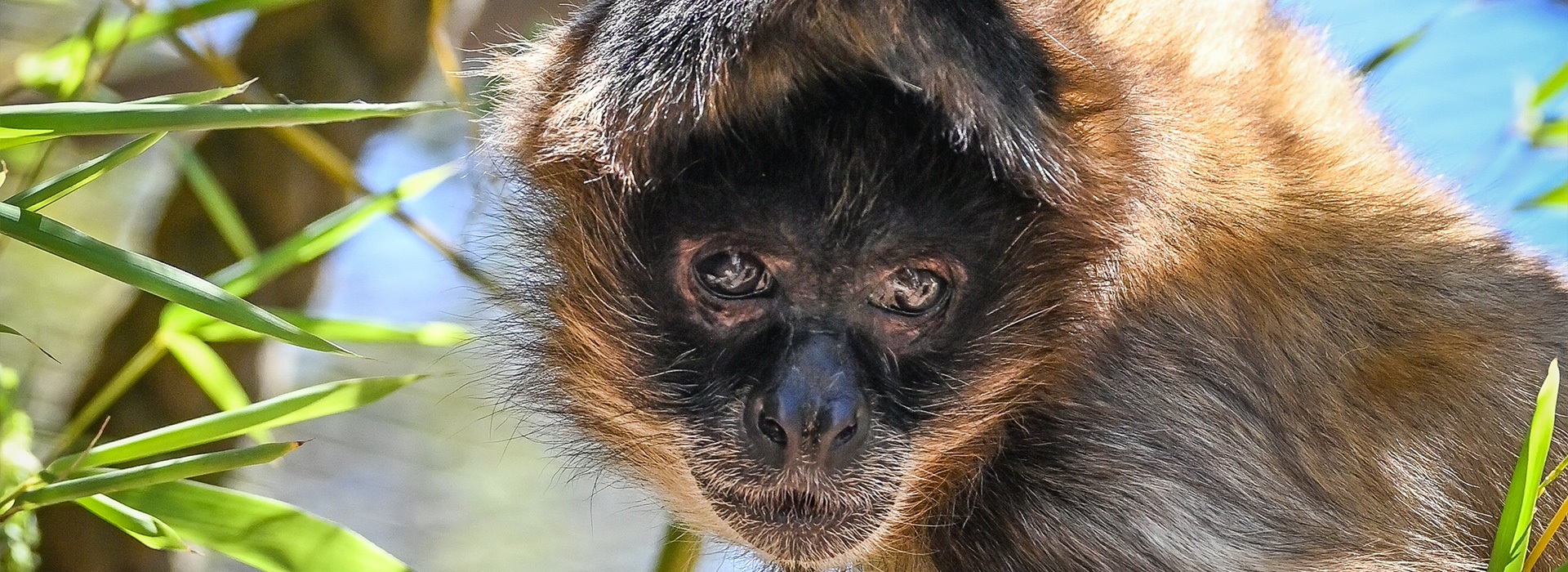 banner-spidermonkey