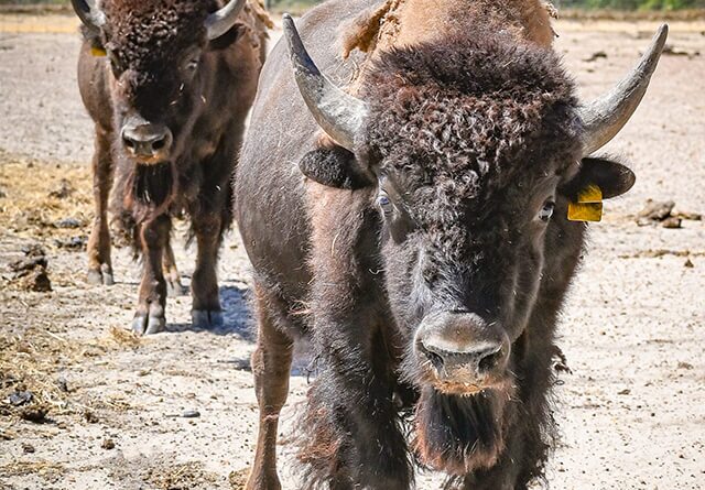 landscape-bison