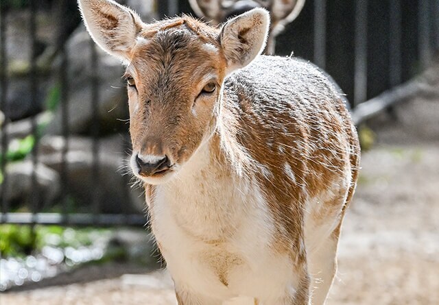 landscape-deer