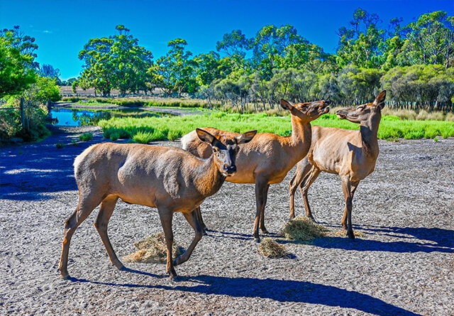 landscape-elk