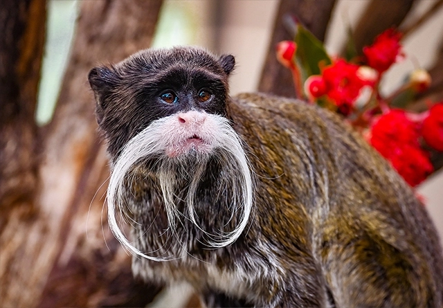 landscape-emperor-tamarin