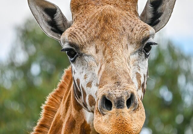 landscape-giraffe