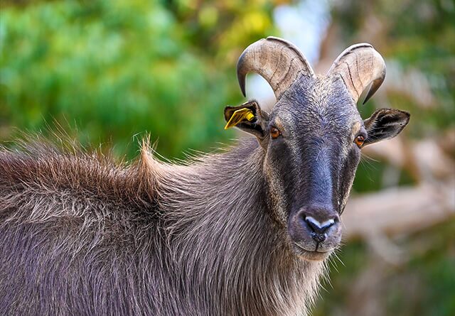 landscape-tahr