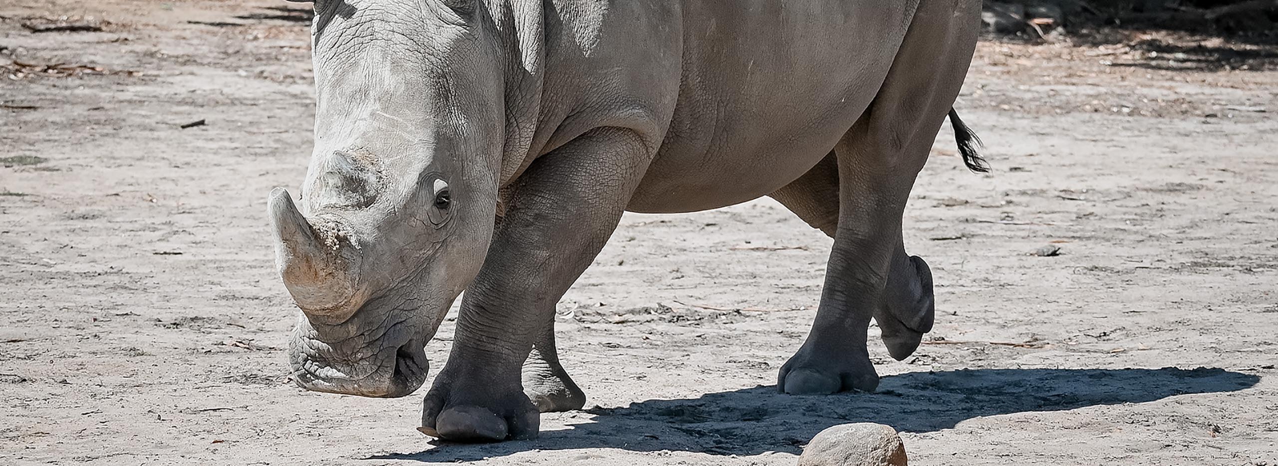 white rhino banner at halls gap zoo