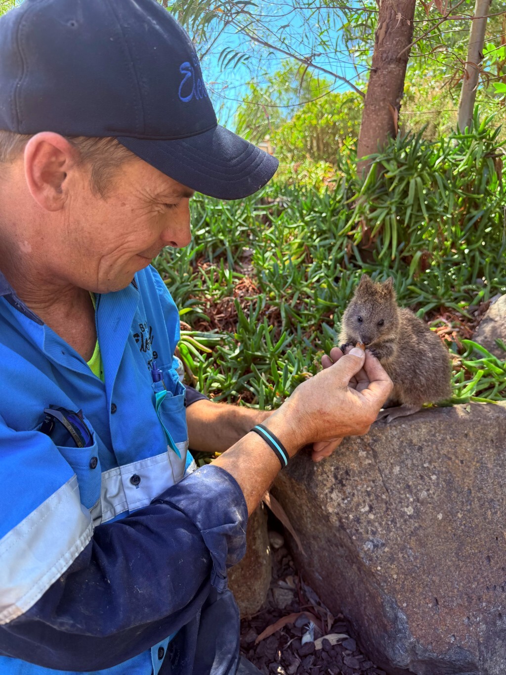 Quokka encounter pic(1) (1)