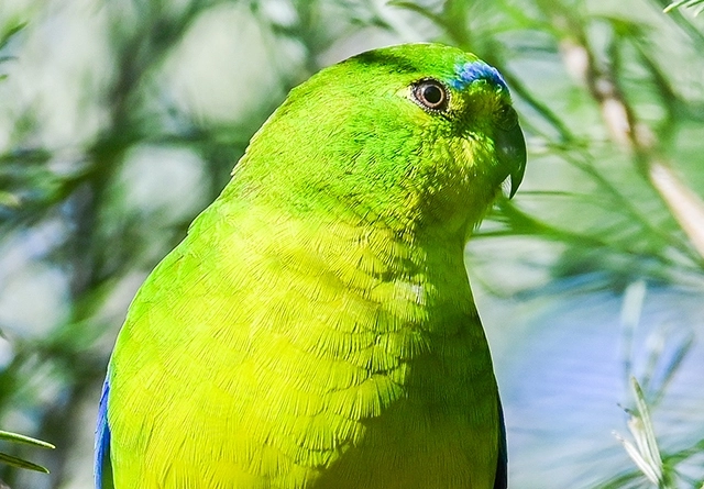 landscape-obp
