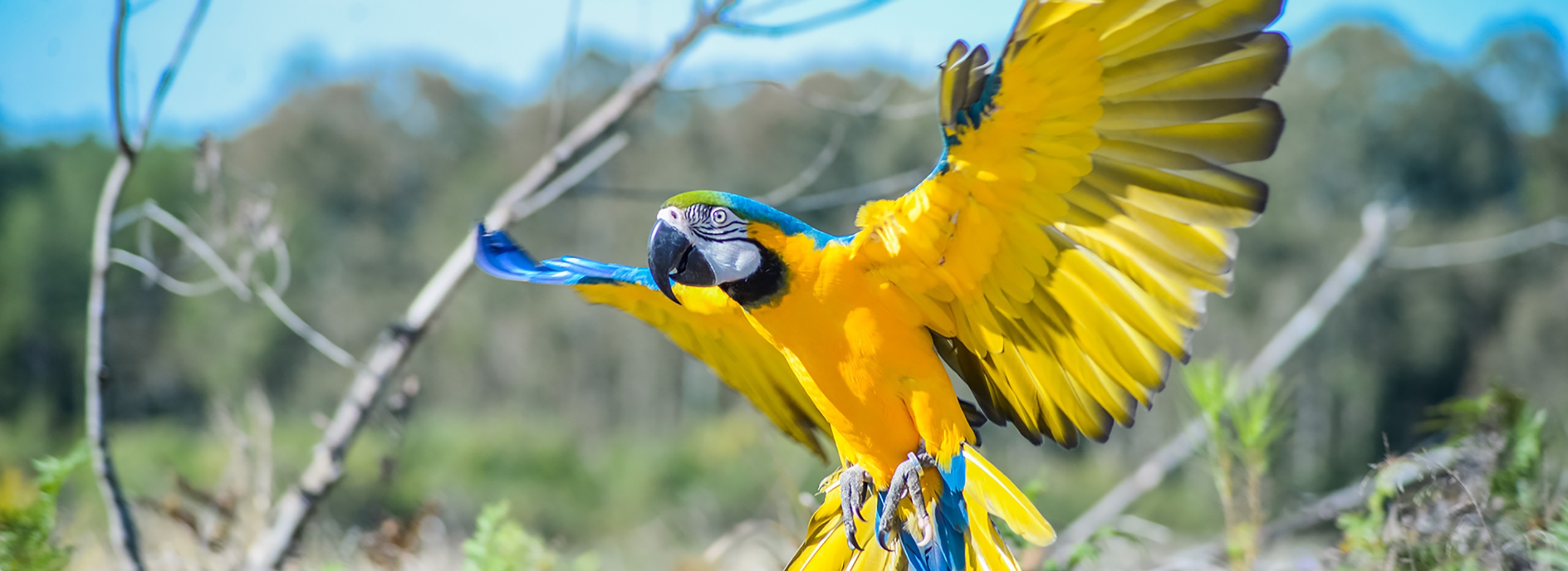 Blue and gold macaw banner at halls gap zoo