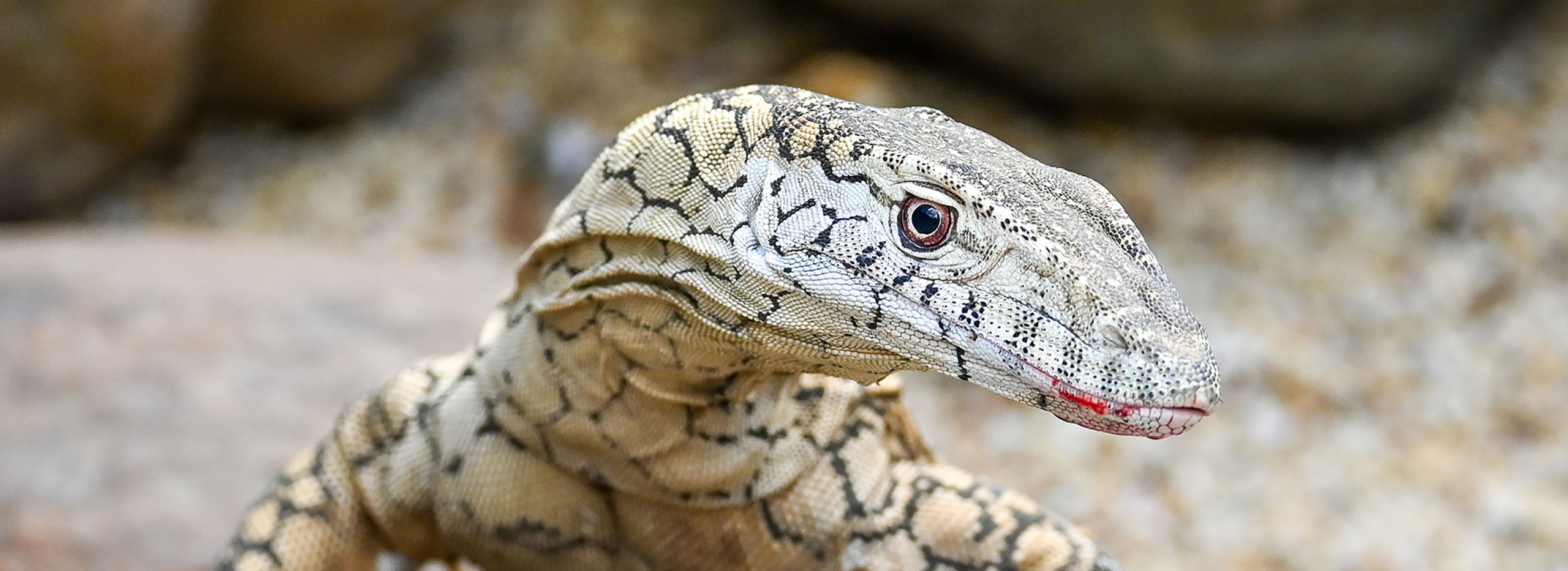 Perentie banner at halls gap zoo