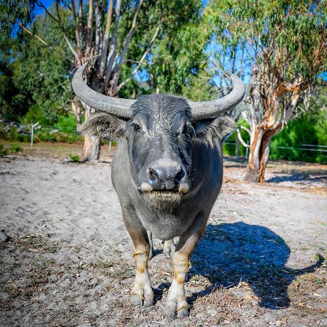 Water-buffalo