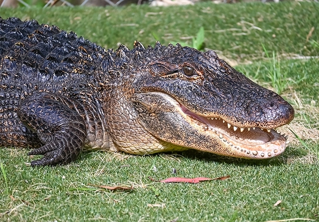landscape-aligator
