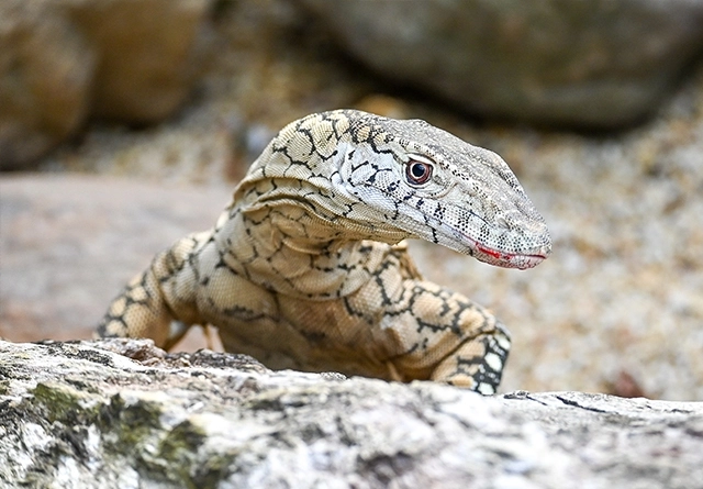 landscape-perentie