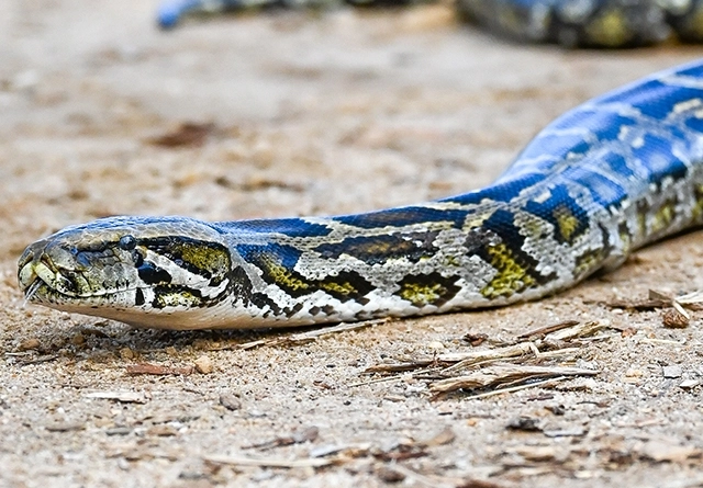 landscape-python
