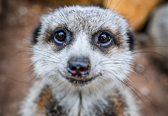 meercat-landscape