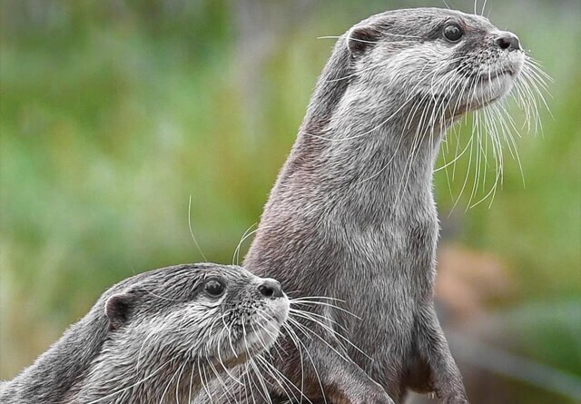 otters-portrait