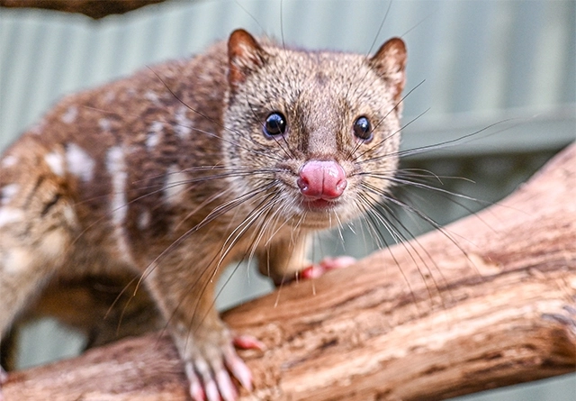 quoll