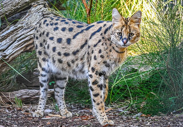 serval-portrait