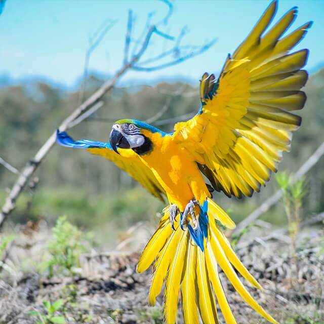 Blue-and-gold-macaw