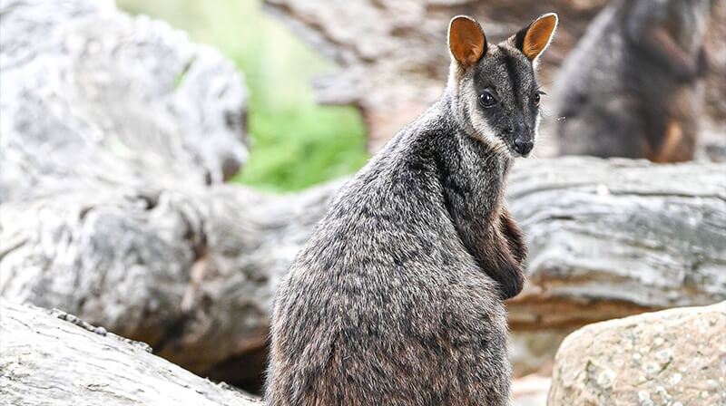 Brush-tailed-rock-wallaby