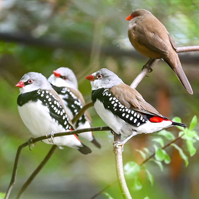 Diamond-firetail