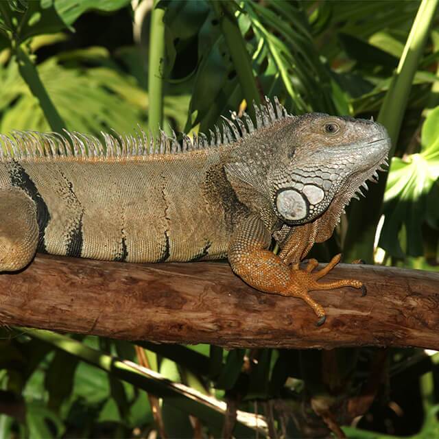 Green-Iguana