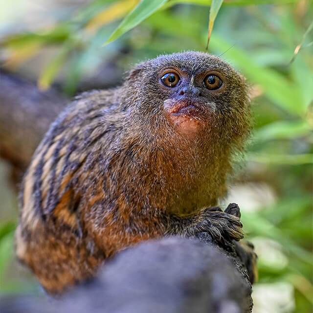 Pygmy-marmoset