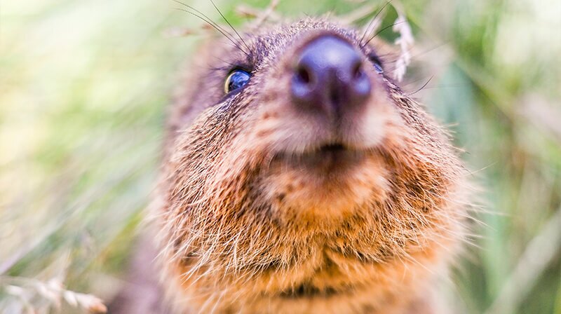 Quokka