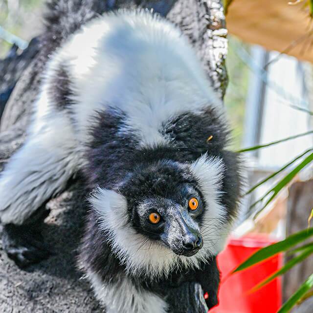 Ruffed-lemur