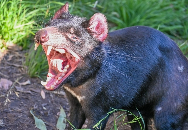 Tassie-devil