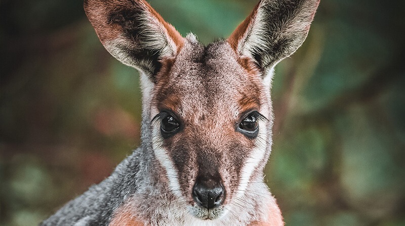 Yellow-footed-rock-wallaby