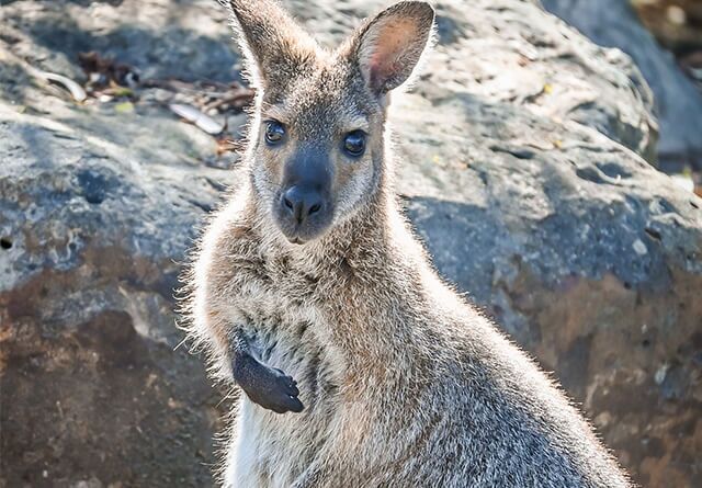 landscape-redkneckwallaby