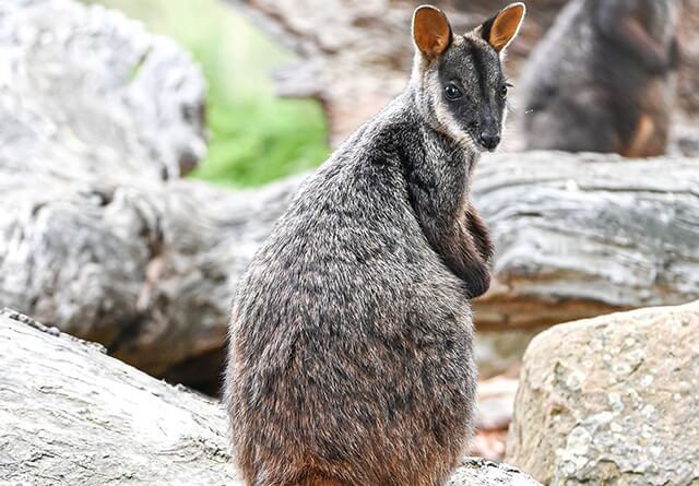 wallaby