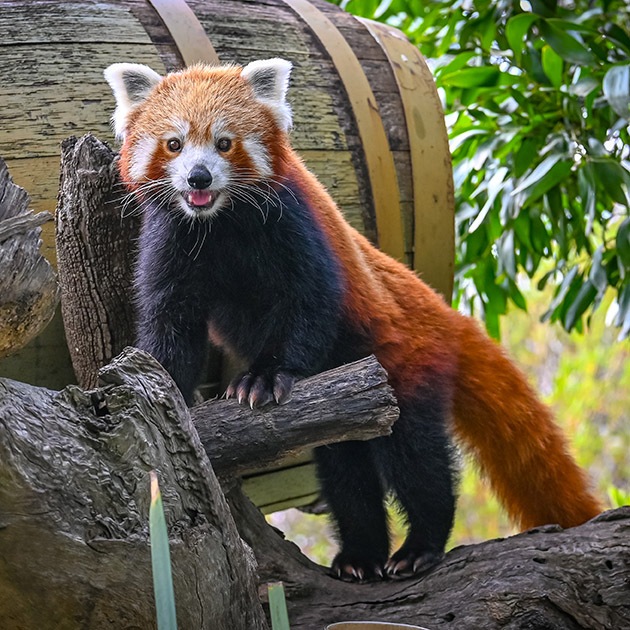 red panda square facial shot