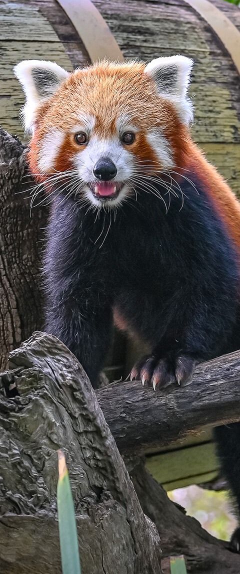 redpanda